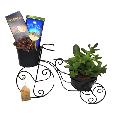 Regalo "Planta en Triciclo"